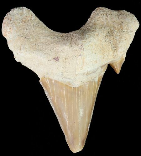 Otodus Shark Tooth Fossil - Eocene #67246